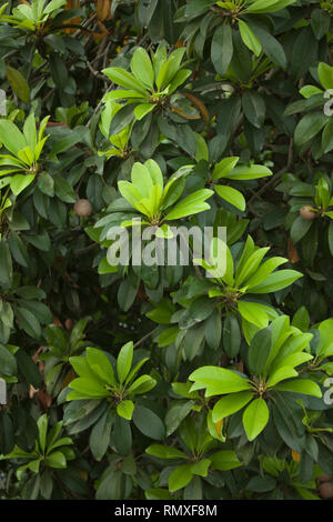 Frische süße Sapodilla Frucht mit Blätter am Baum Stockfoto