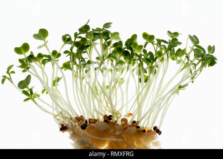 Gartenkresse. Genießbare salat Anlage. Auch als Senf Kresse bekannt. Stockfoto