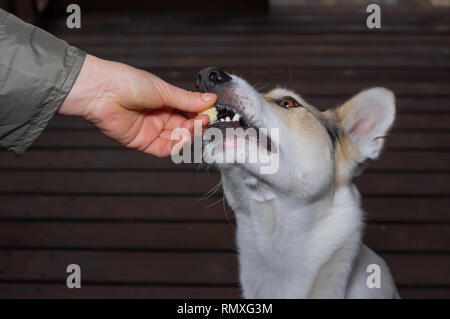 Menschliche Hand Fütterung junger Hund mit Cookie beim Training einfache Befehle Stockfoto
