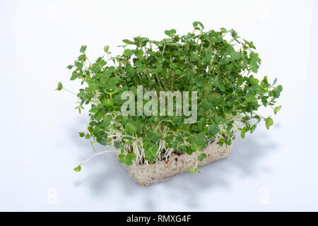 Gartenkresse. Genießbare salat Anlage. Auch als Senf Kresse bekannt. Stockfoto