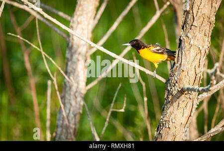 Männliche Baltimore Oriole Bird in zentralen Kentucky Stockfoto