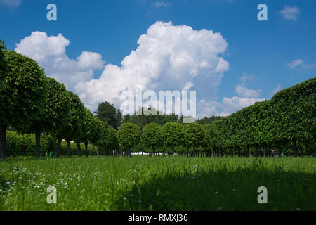 Große Gras Feld in der Mitte und großen Bäumen Wald um, Sonne und blauer Himmel mit flauschige Wolken als Hintergrund Stockfoto