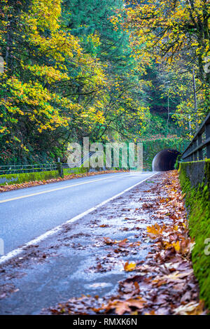 Herbst Landschaft mit einer Straße in einem vergilbten Wald mit einer Brücke mit Moos bewachsen von der hohen Luftfeuchtigkeit in den Northwest Wetter durch ein Stockfoto