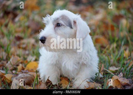 Cute Sealyham Terrier Welpen liegt im Herbst Laub. Welsh Terrier Border Terrier oder cowley. Zwei Monate alt. Heimtiere. Stockfoto