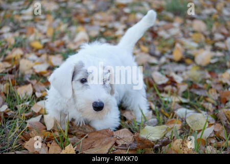 Cute Sealyham Terrier Welpe ist zu Fuß auf den Herbst Park. Welsh Terrier Border Terrier oder cowley. Zwei Monate alt. Heimtiere. Stockfoto