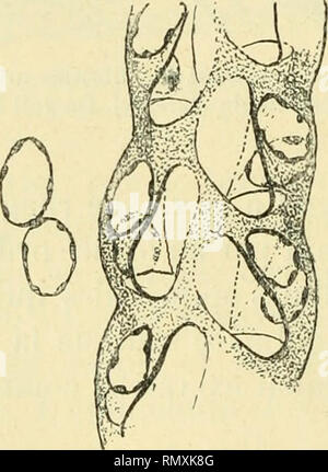 . Annales des sciences naturelles. Zoologie; Biologie. 232 E. FAURE - FREMIET Chez Notoneria il n'en est plus Ainsi, et les Auteurs ont signalé longtemps dès l'Aspect du Canal de la excréteur glande, dont la Oberfläche est régulièrement bosselée. Chez une jeune Notonecte de 2 à 3 millimètres auf constate que la couche chitineuse du Canal est recouverte par Deux séries de cellules nicht chacune entoure La moitié du Cylindre constitué bei Negri par ce-Kanal. Chaque cellule est assez nettement Limitée, et à chacune d'elles entsprechen une légère Dilatation de la paroi chitineuse. Eine un État plus Avancé, le noyau de c Stockfoto