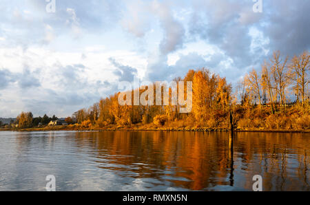 Eine Landschaft mit einem Band der helle gelbe Bäume im Herbst wächst an den Ufern des ruhigen Columbia River und im Wasser zusammen mit Wolken t widerspiegelt Stockfoto