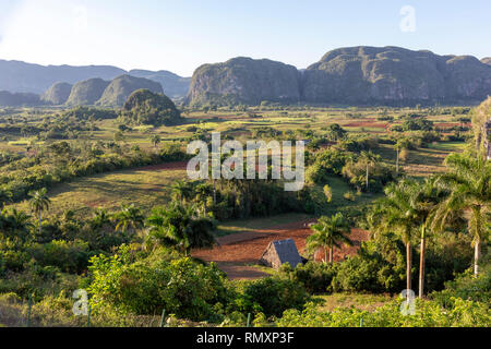 Panorama Blick auf die Felder, die Mogotes und Palmen im Tal von Vinales, Kuba Stockfoto