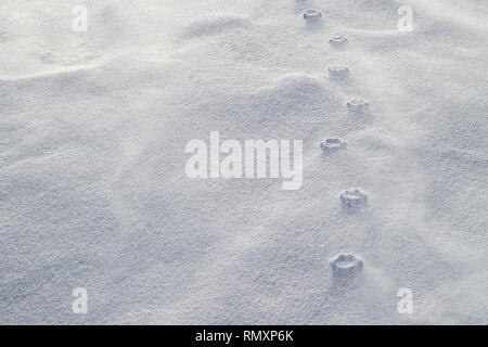 Haute Entlastung der Pfotenabdrücke ein einsamer Hund im Schneegestöber. Starke Winde haben die losen Schnee rund um die komprimierte Pfotenabdrücke erodiert. Stockfoto