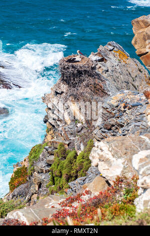 Ein Storchennest zwischen Almograve und Zambujeira do Mar, ein Naturschutzgebiet an der Küste im Süden Portugals. Stockfoto