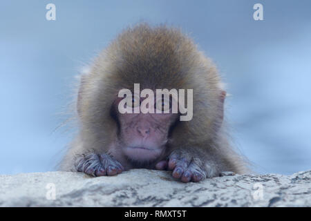 Netten Jungen japanischen Makaken (Macaca fuscata) Stockfoto