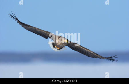 Seeadler (Haliaeetus albicilla) hochfliegende Stockfoto