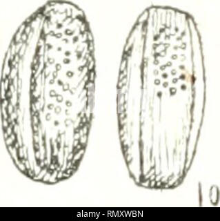 . Annales des sciences naturelles. Pflanzen, Biologie. . Bitte beachten Sie, dass diese Bilder sind von der gescannten Seite Bilder, die digital für die Lesbarkeit verbessert haben mögen - Färbung und Aussehen dieser Abbildungen können nicht perfekt dem Original ähneln. extrahiert. Paris: Fortin, Masson Stockfoto