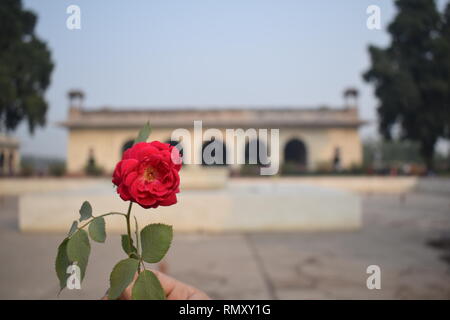 Dies ist das Bild in hoher Auflösung von Red Fort in Delhi, Indien gelegen, mit einem Rose Blume davor. Es ist ein historisches Denkmal von Shahjahan. Stockfoto