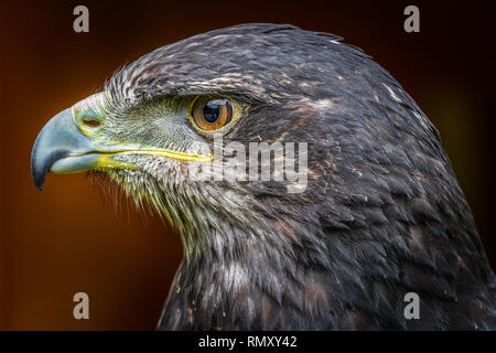 Grau Bussard eagle Head shot close-up Stockfoto