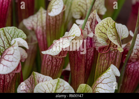 Sarracenia (North American kannenpflanze) close up Stockfoto