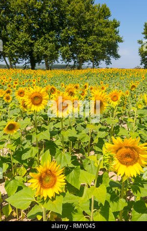 Feld mit Sonnenblumen im Emporda, Catalunya, Costa Brava, Spanien Stockfoto