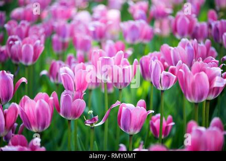 Tulpen Blumen fied, Rot, Weiß und Lila Farben, Full Frame geschossen Stockfoto