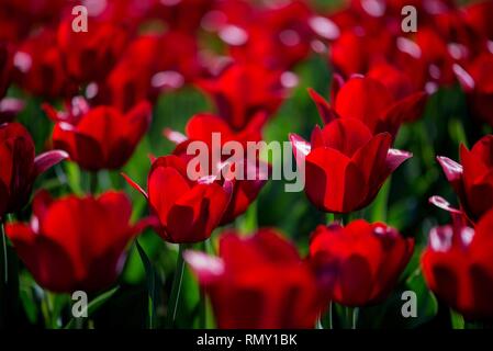 Tulpen Blumen fied, Rot, Weiß und Lila Farben, Full Frame geschossen Stockfoto