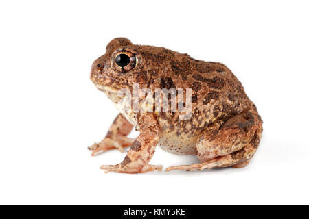 Die Southern African sand Frosch (Tomopterna cryptotis) auf die weiße isoliert Stockfoto