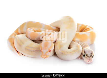 Royal pythons vor weißem Hintergrund Stockfoto