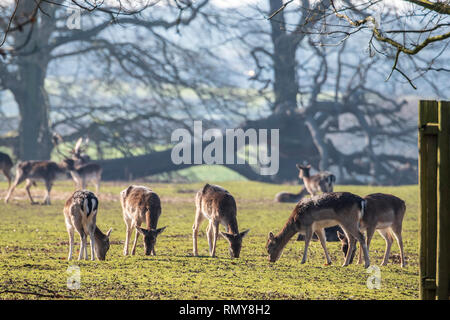 Rudel Damwild weiden in das Feld ein. Stockfoto