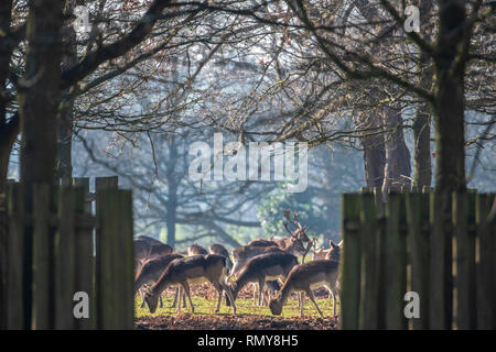 Rudel Damwild weiden in das Feld ein. Stockfoto