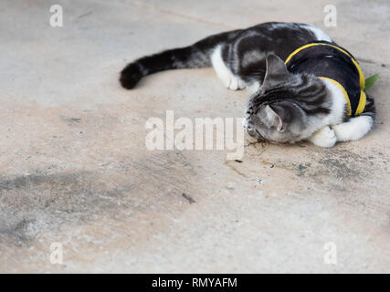 Schöne tubby Katze Essen, Katzenminze, indische Acalypha Baum, Katzenminze Kraut für Katze hat ein Duft wie Pheromon Stockfoto