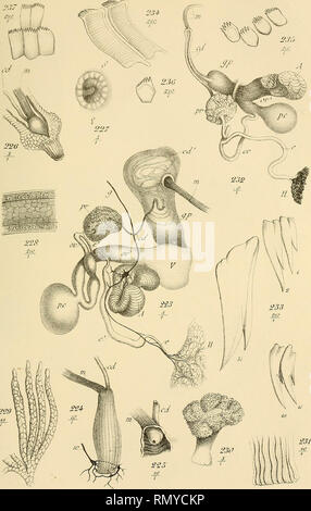 . Annales des sciences naturelles. Zoologie; Biologie. l/r/t. r/f.v. ^f?. /Ici/. r^." sV/vi? Zoo/. 7: XII. /Y. ^.  ' &Lt;xr] mf Siû t. Ich" Ich?^/Y (?/z7 '^/7/Vw.'/?, Y^^^ jreckeli. 223-231 - Pleur" 1 "cufejisis232.^ 237. yfasson et C'^. EciteiiTS.. Bitte beachten Sie, dass diese Bilder sind von der gescannten Seite Bilder, die digital für die Lesbarkeit verbessert haben mögen - Färbung und Aussehen dieser Abbildungen können nicht perfekt dem Original ähneln. extrahiert. (Henri Milne-Edwards, H.), 1800-1885; Audouin, Jean Victor, 1797-1841; Milne-Edwards, Alphonse, 1835-1900; Perrier, Edmond, 1844-192 Stockfoto