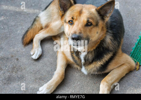 Outbred niedlichen Hund bewacht das Haus Stockfoto