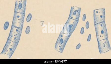 . Annales de l'Institut Pasteur. Wissenschaft; Allergie und Immunologie; Medizin; Mikrobiologie. . Bitte beachten Sie, dass diese Bilder sind von der gescannten Seite Bilder, die digital für die Lesbarkeit verbessert haben mögen - Färbung und Aussehen dieser Abbildungen können nicht perfekt dem Original ähneln. extrahiert. Das Institut Pasteur (Paris, Frankreich). Paris: Masson Stockfoto