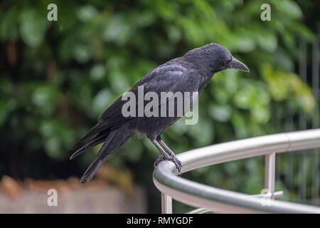 Raben auf Metall Geländer Stockfoto