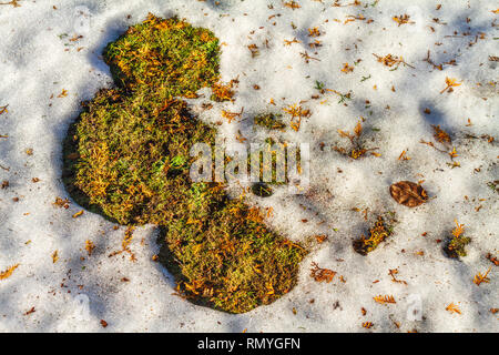 Patch von grünen Gras im Schnee im Frühjahr Stockfoto