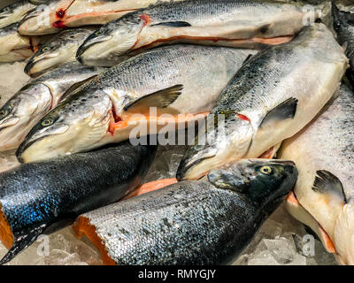 Gesunde organische Rohstoffe Atlantischen Lachs Fisch in Eis Stockfoto