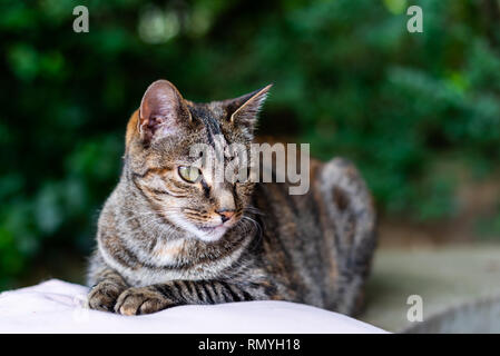 Eine Tabby-katze ordentlich sitzen auf einem Kissen in einem Garten. Stockfoto
