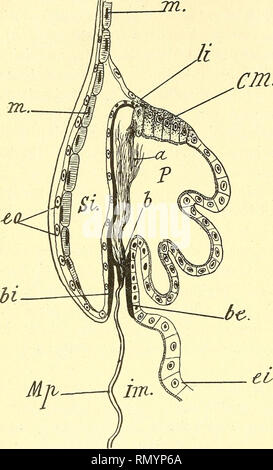 . Annales des sciences naturelles. Zoologie; Biologie. 232 L. BORDAS cm. T Une Haag chïtmeuse interne [hï]^ très Dure, wichtige une Mince bague Zugang - soire (Voy. Abb. 17, h) qui Joue le rôle du Cuir embouti d'un-Kolben, évite Le décollement du Manchon chitineux semi-fluide qui Für - Mera La Membran empêche péritrophique et, en outre, le Rückfluß des Ali- ou des Liqui-des Qui pénètrent librement entre La Bague interne et la Membran - péritro phique [Mp). Cette dernière est donc produite par une véritable sécré- de cellules - mè-res spéciales de cette Membran (Voy. 17, cm). cette Figu-. Stockfoto