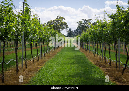 Pinot Gris Trauben bestimmt sind, die zur Erzeugung von Wein wächst in New South Wales Southern Highlands auf der Bendooley Immobilien, Berrima. Stockfoto