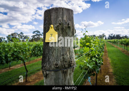 Pinot Gris Trauben bestimmt sind, die zur Erzeugung von Wein wächst in New South Wales Southern Highlands auf der Bendooley Immobilien, Berrima. Stockfoto