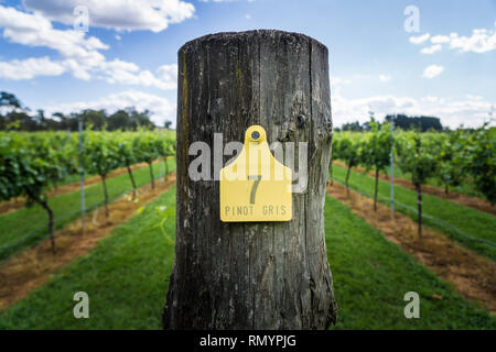 Pinot Gris Trauben bestimmt sind, die zur Erzeugung von Wein wächst in New South Wales Southern Highlands auf der Bendooley Immobilien, Berrima. Stockfoto