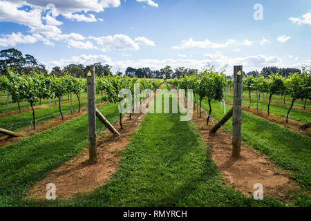 Pinot Gris Trauben bestimmt sind, die zur Erzeugung von Wein wächst in New South Wales Southern Highlands auf der Bendooley Immobilien, Berrima. Stockfoto