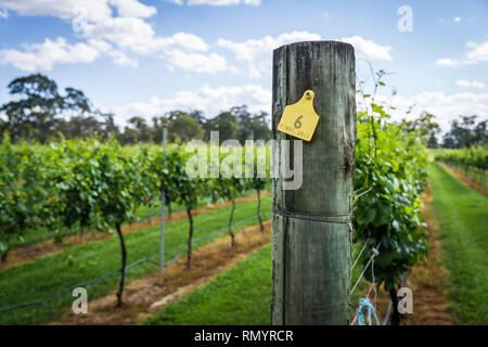 Pinot Gris Trauben bestimmt sind, die zur Erzeugung von Wein wächst in New South Wales Southern Highlands auf der Bendooley Immobilien, Berrima. Stockfoto