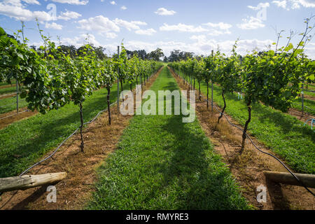 Pinot Gris Trauben bestimmt sind, die zur Erzeugung von Wein wächst in New South Wales Southern Highlands auf der Bendooley Immobilien, Berrima. Stockfoto