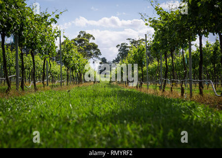 Pinot Gris Trauben bestimmt sind, die zur Erzeugung von Wein wächst in New South Wales Southern Highlands auf der Bendooley Immobilien, Berrima. Stockfoto