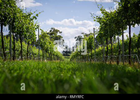 Pinot Gris Trauben bestimmt sind, die zur Erzeugung von Wein wächst in New South Wales Southern Highlands auf der Bendooley Immobilien, Berrima. Stockfoto