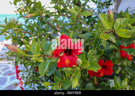 Roten Blüte in den Straßen von Naxos, Kykladen, Griechenland Stockfoto