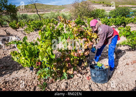 Weinlese. Bargota, Navarra, Spanien, Europa. Stockfoto