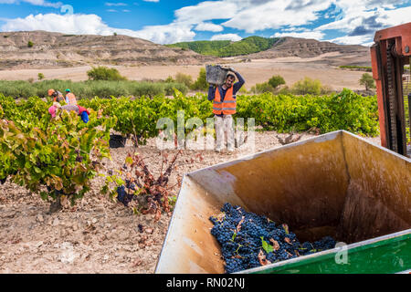 Weinlese. Bargota, Navarra, Spanien, Europa. Stockfoto