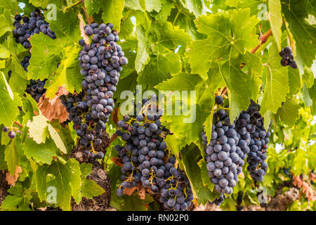 Weinlese. Bargota, Navarra, Spanien, Europa. Stockfoto