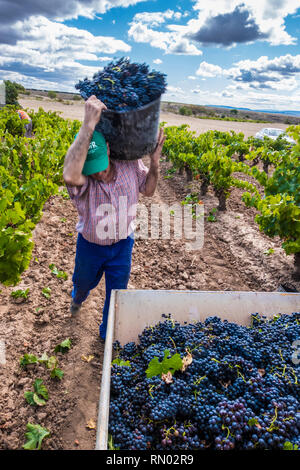 Weinlese. Bargota, Navarra, Spanien, Europa. Stockfoto