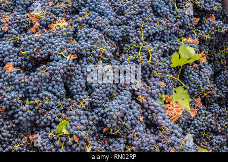 Weinlese. Bargota, Navarra, Spanien, Europa. Stockfoto